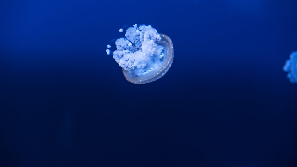 jellyfish at the Oceanographic Museum of Monaco